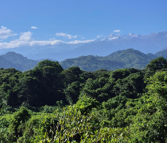 Forest canopy with distant mountain peaks