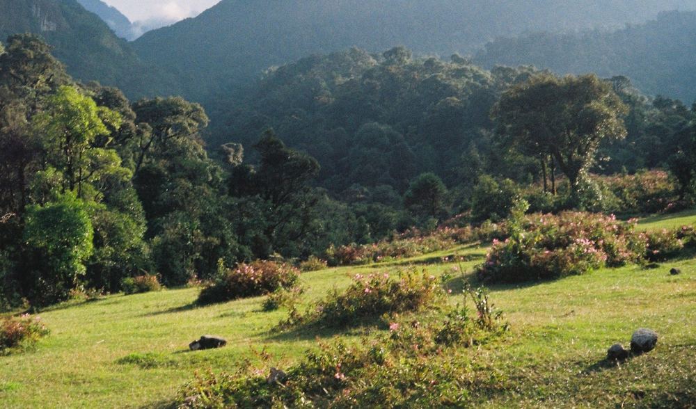 Green meadow with wildflowers below forested mountains